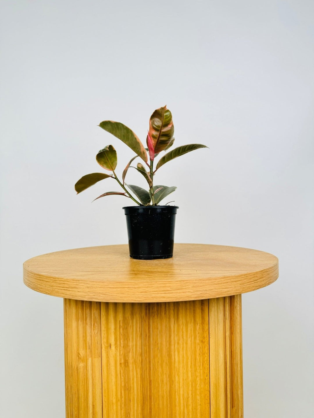 Ficus Elastica - Ruby | Uprooted