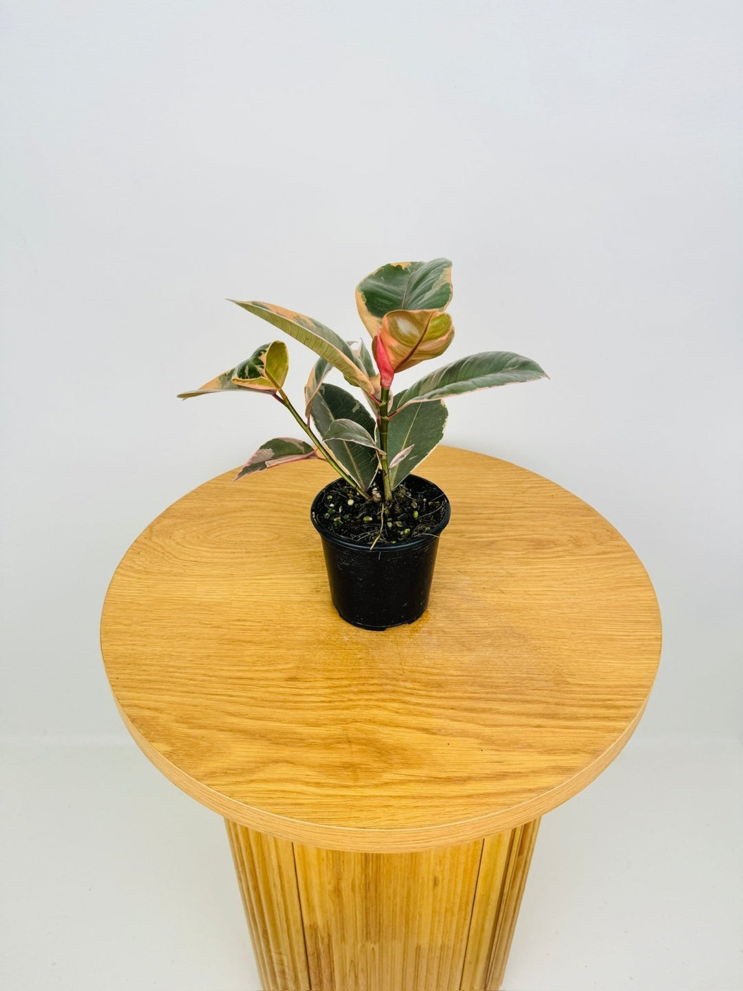 Ficus Elastica - Ruby | Uprooted