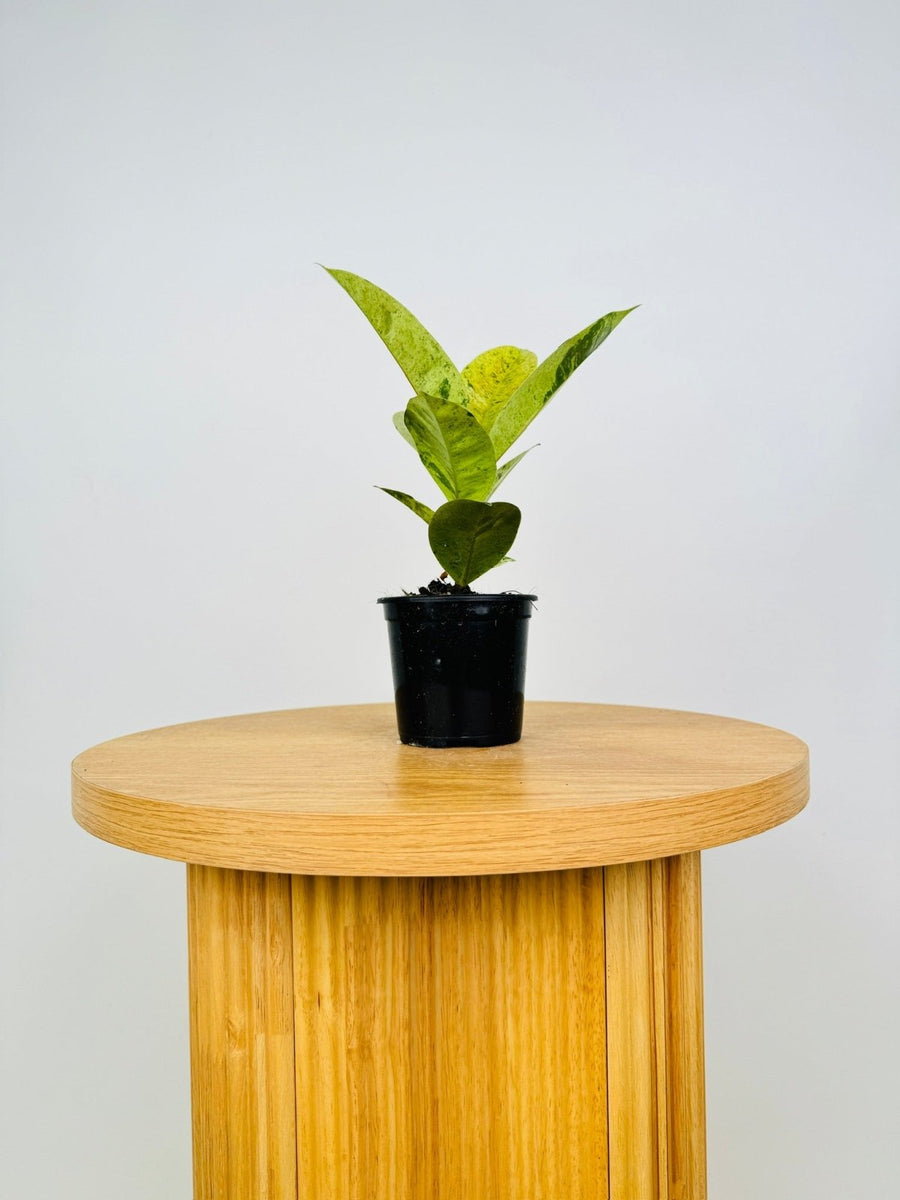 Uprooted | Buy Plants Online | Indoor Plants Delivered