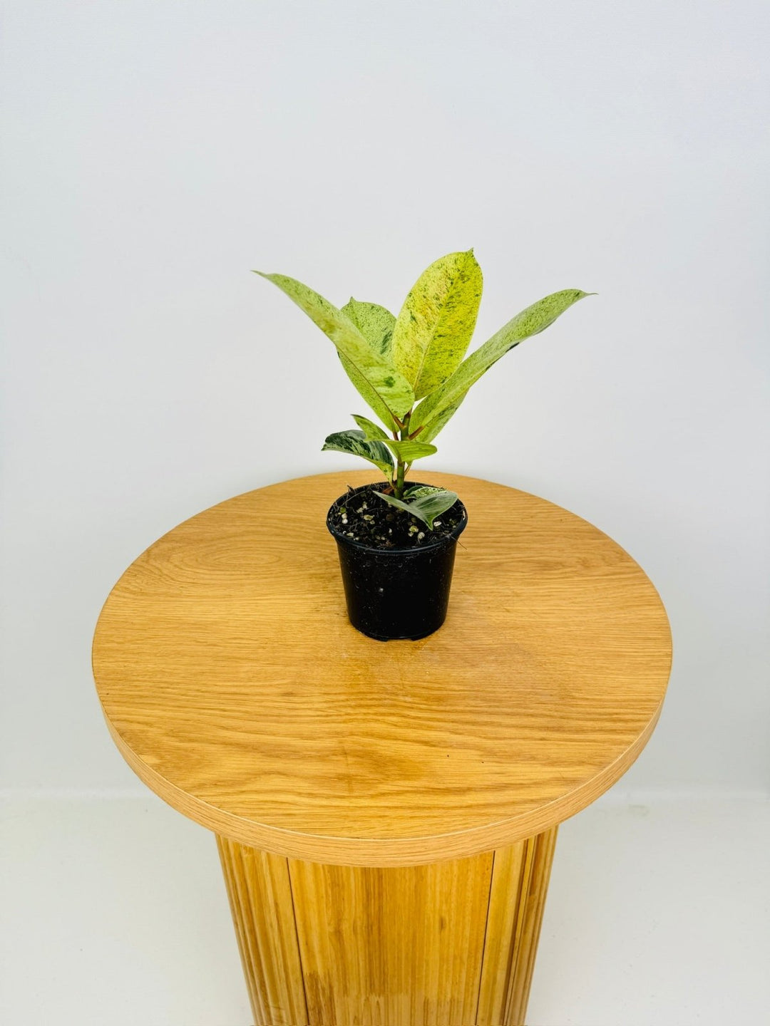 Ficus Elastica - Shivereana | Uprooted