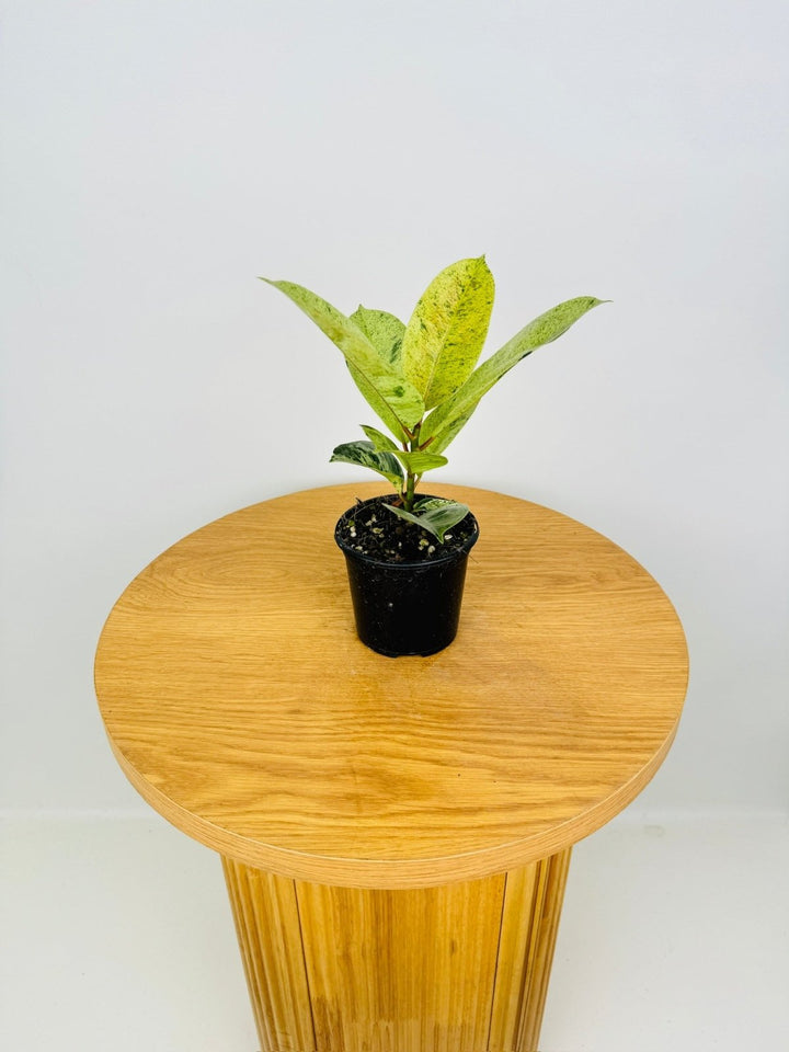 Ficus Elastica - Shivereana | Uprooted