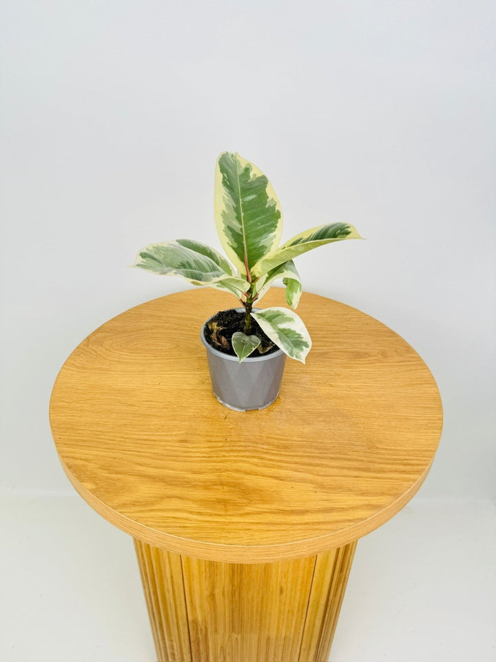 Ficus Elastica - Tineke | Uprooted