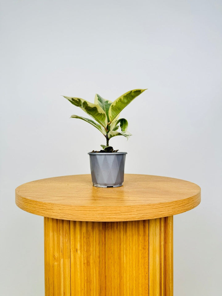 Ficus Elastica - Tineke | Uprooted