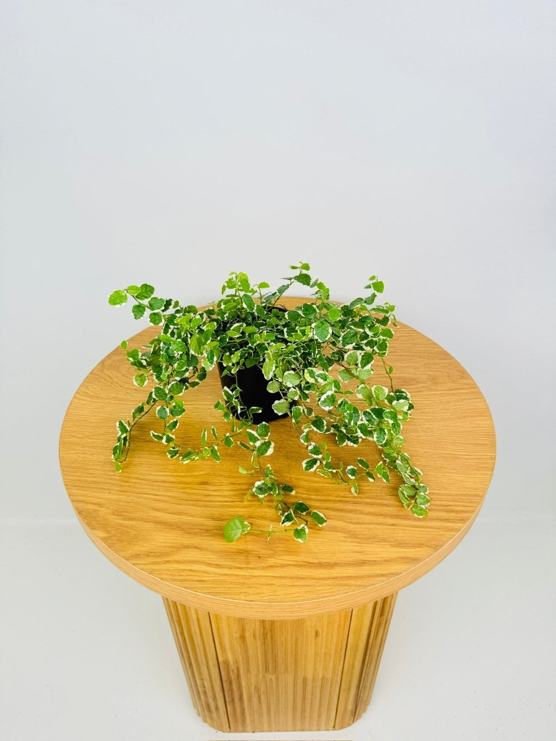 Ficus Pumila Creeping Fig Variagated | Uprooted