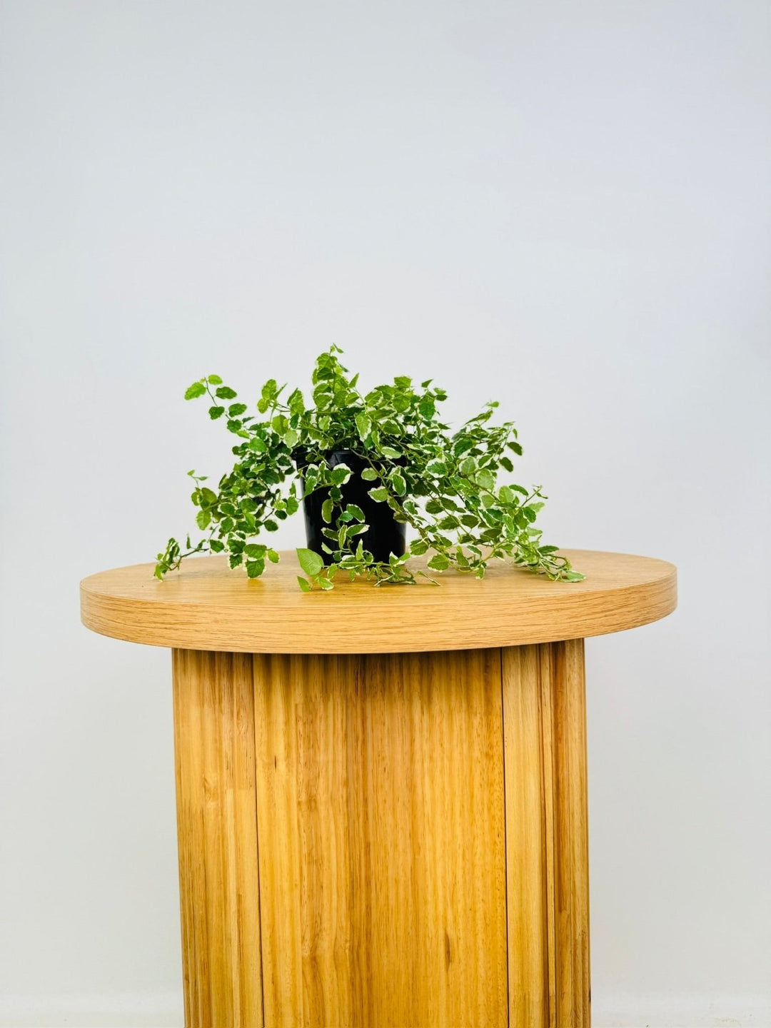 Ficus Pumila Creeping Fig Variagated | Uprooted