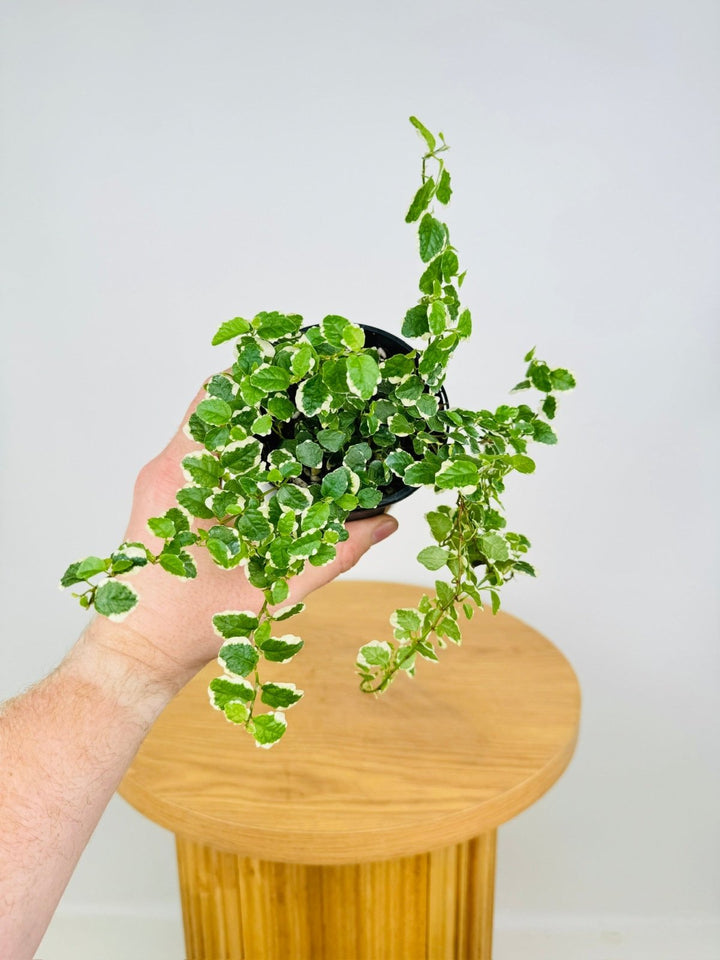 Ficus Pumila Creeping Fig Variagated | Uprooted