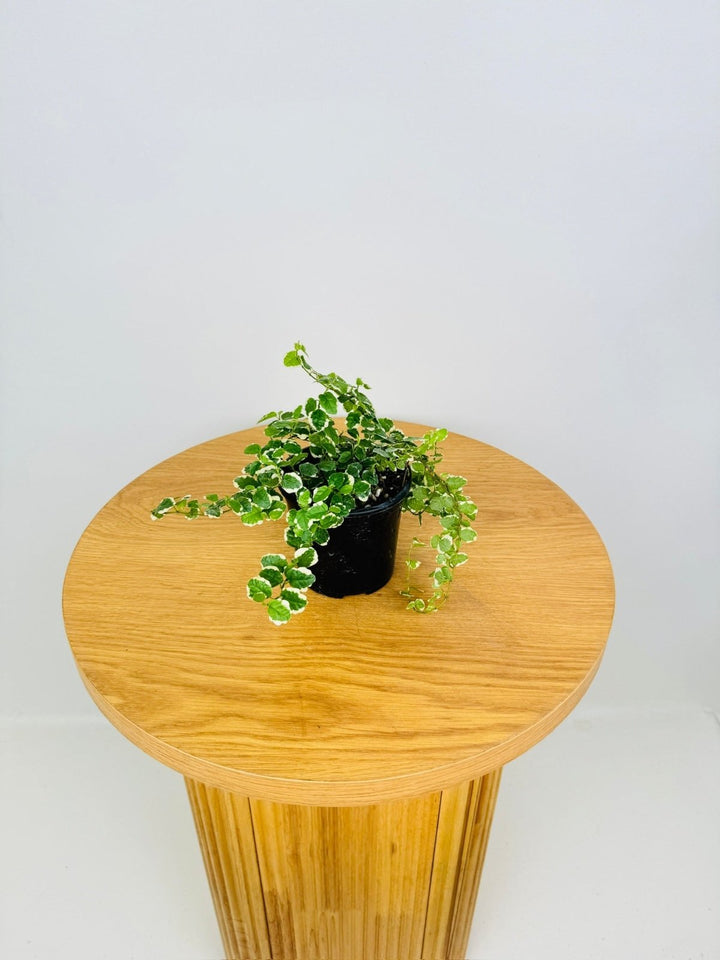 Ficus Pumila Creeping Fig Variagated | Uprooted