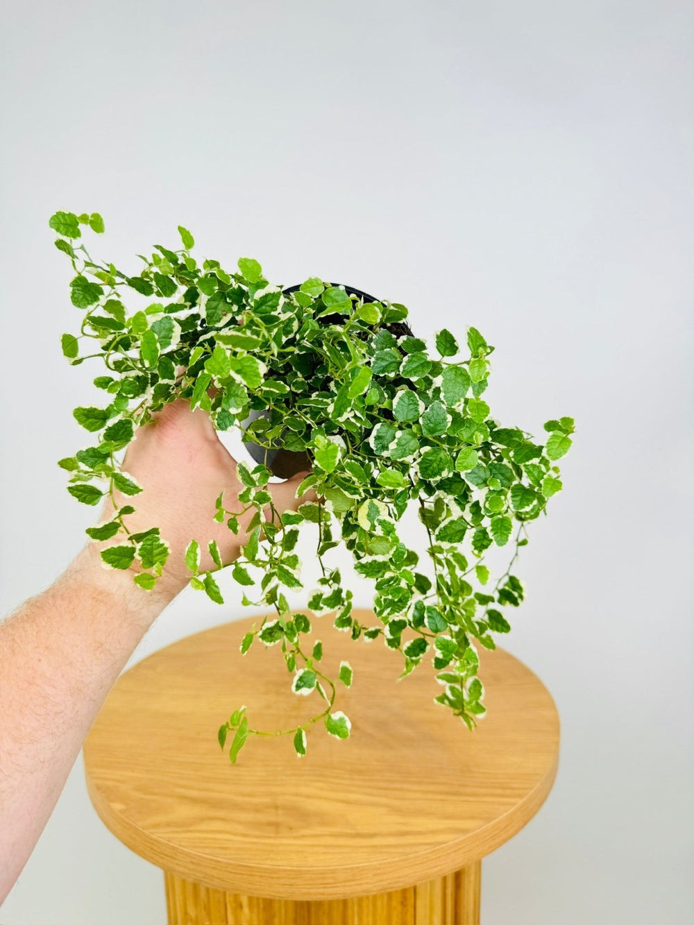 Ficus Pumila Creeping Fig Variagated | Uprooted