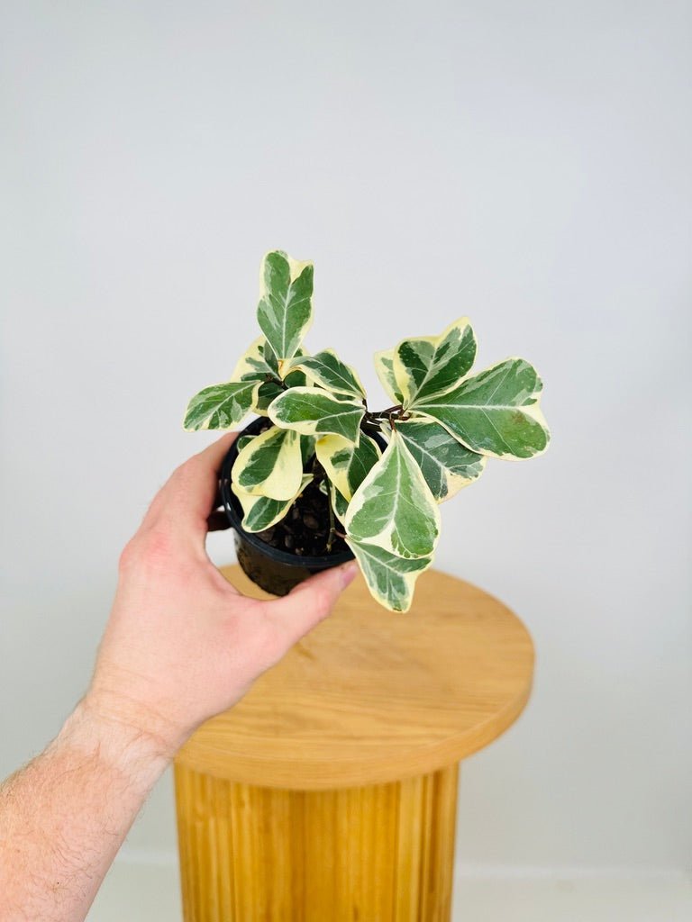 Ficus Triangularis Variegated Albo | Uprooted