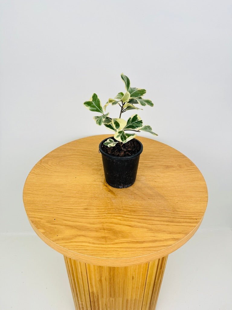 Ficus Triangularis Variegated Albo | Uprooted