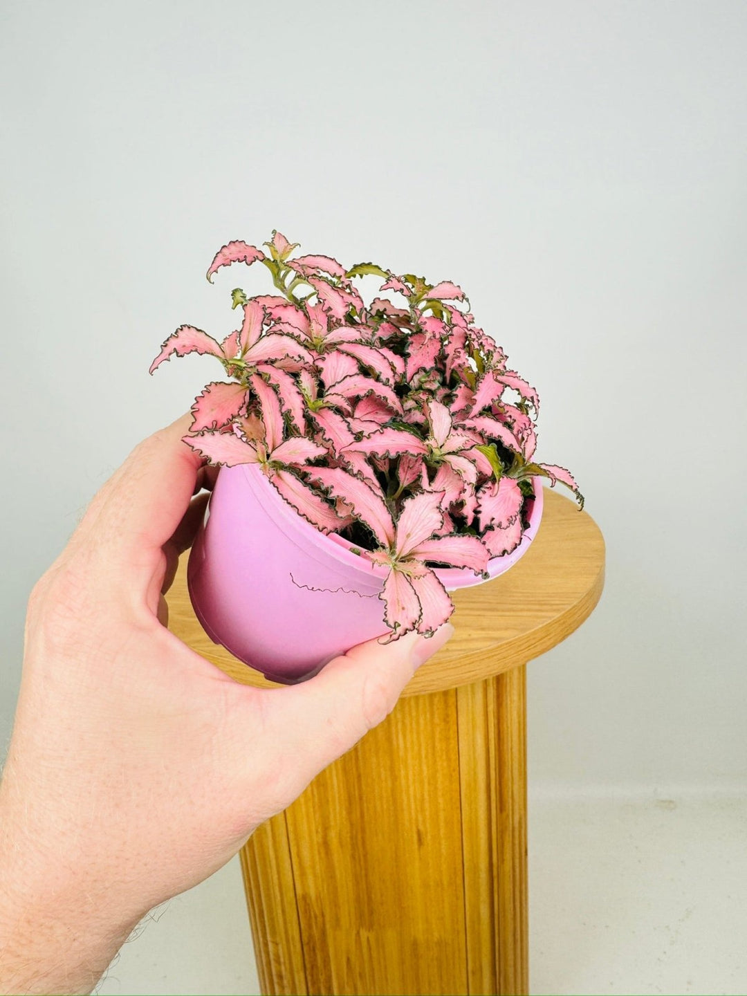 Fittonia Albivenis - Pink Anne | Uprooted