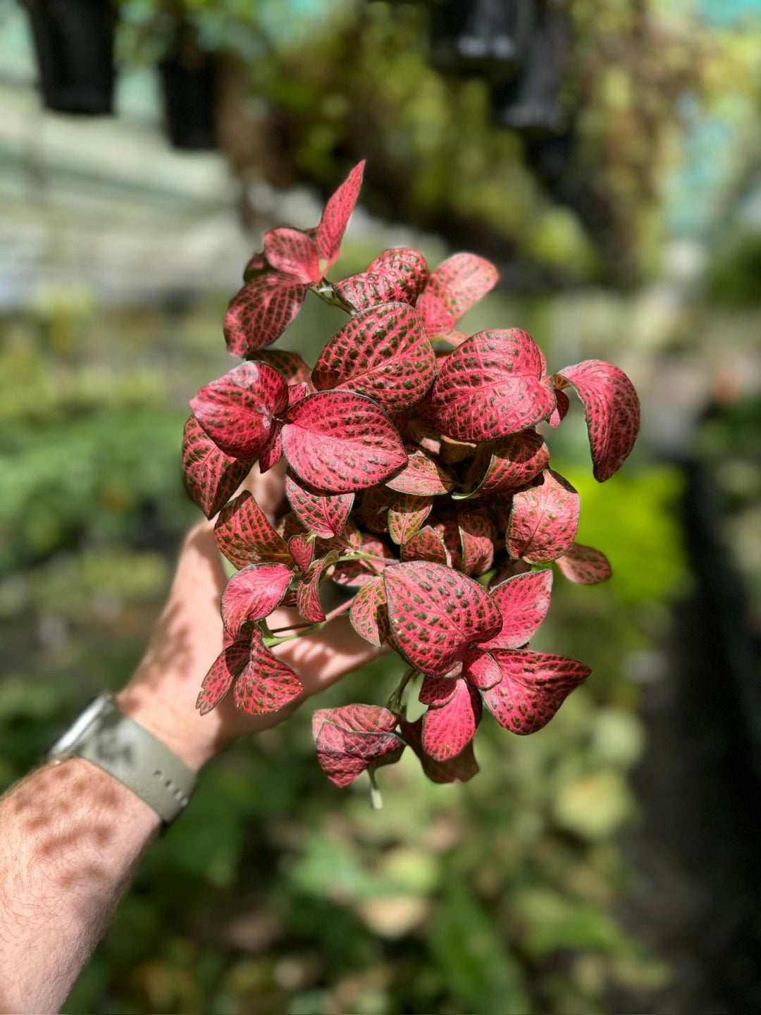 Fittonia Albivenis - Red Cloud | Uprooted