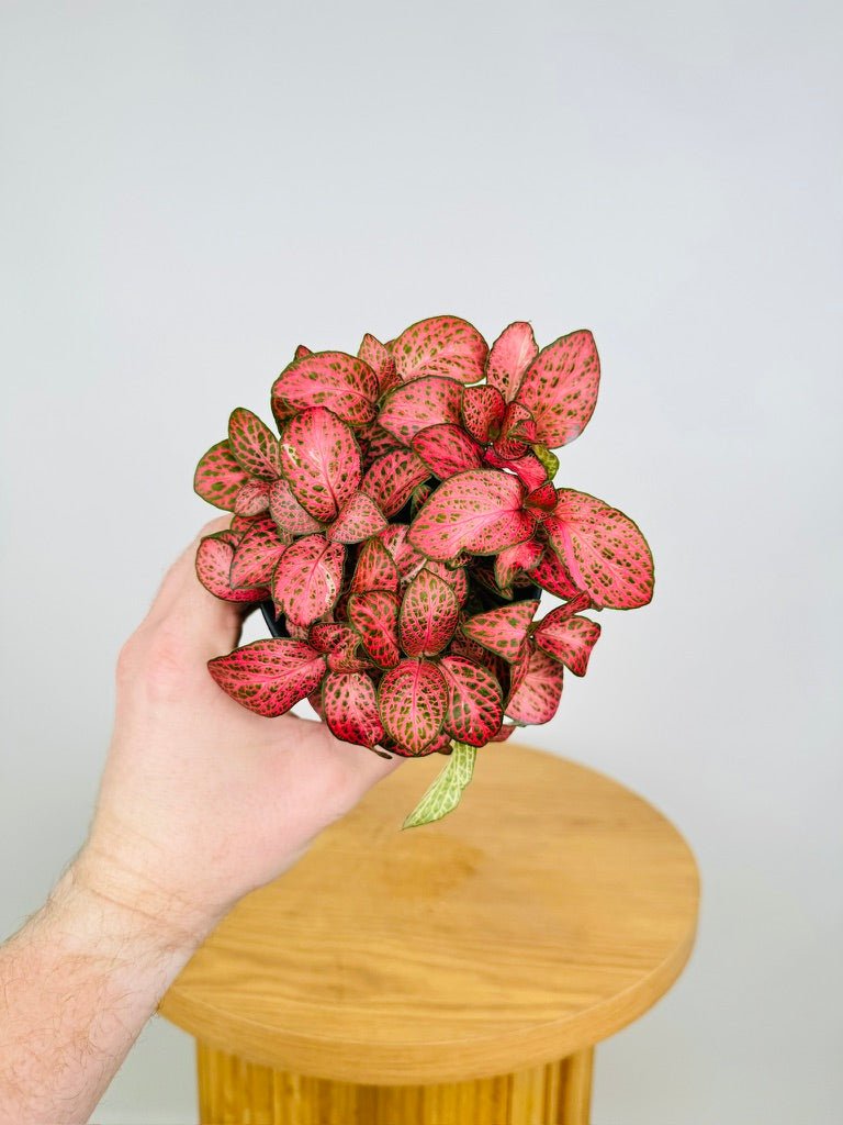 Fittonia Albivenis - Red Cloud | Uprooted