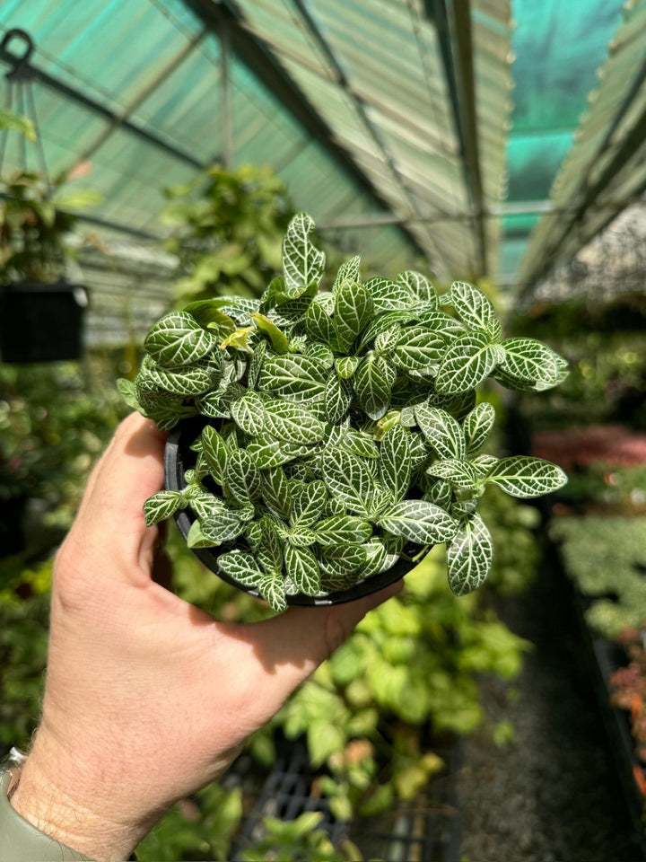 Fittonia Albivenis - White Angel | Uprooted