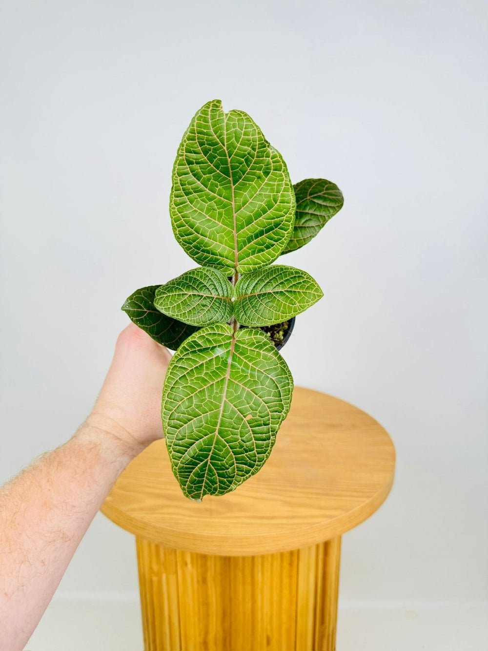 Fittonia Gigantea | Uprooted