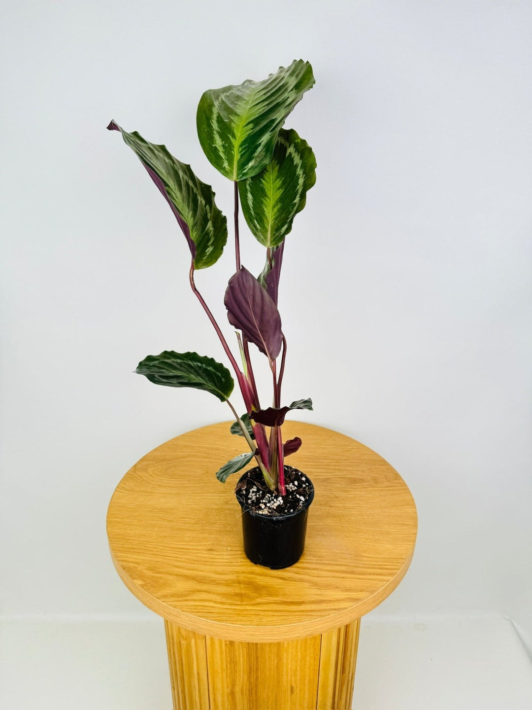 Goeppertia [Calathea] Anaconda Green | Uprooted