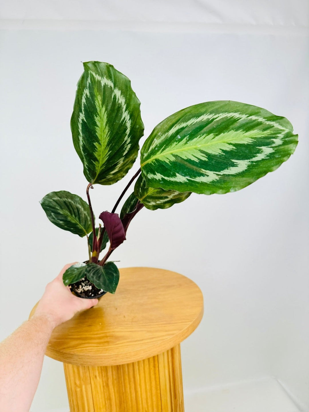 Goeppertia [Calathea] Anaconda Green | Uprooted