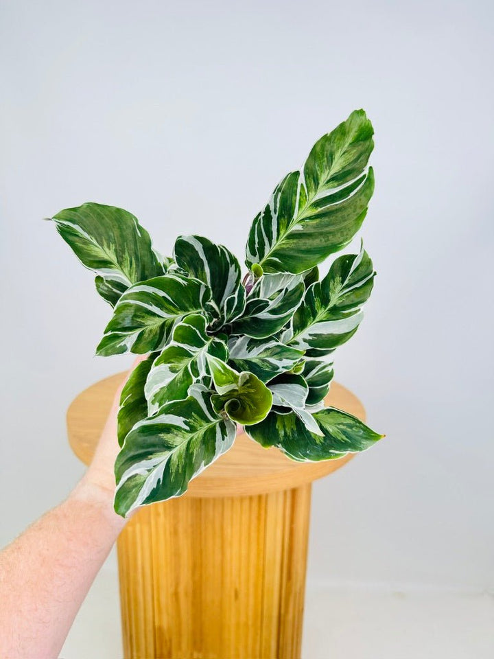 Goeppertia [Calathea] Lietzei - White Fusion | Uprooted