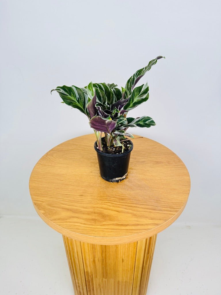 Goeppertia [Calathea] Lietzei - White Fusion | Uprooted