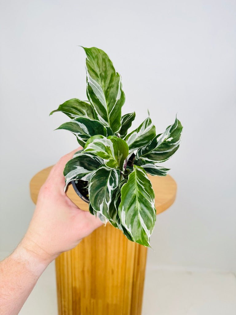 Goeppertia [Calathea] Lietzei - White Fusion | Uprooted