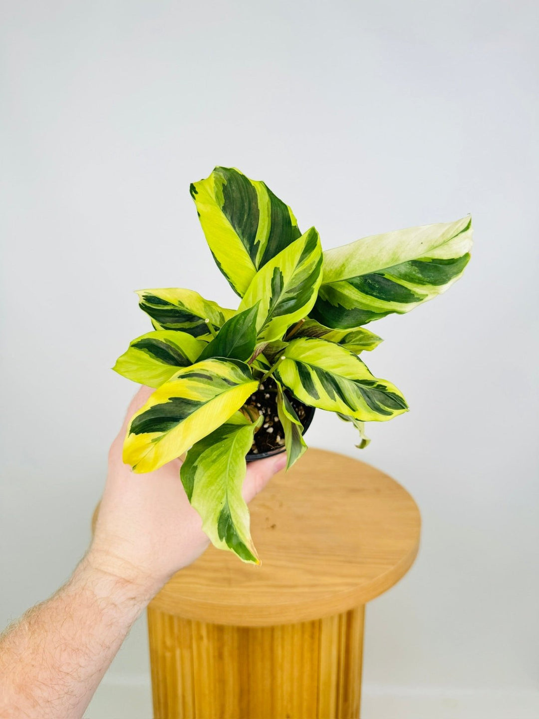 Goeppertia [Calathea] Louisae - Thai Beauty | Uprooted