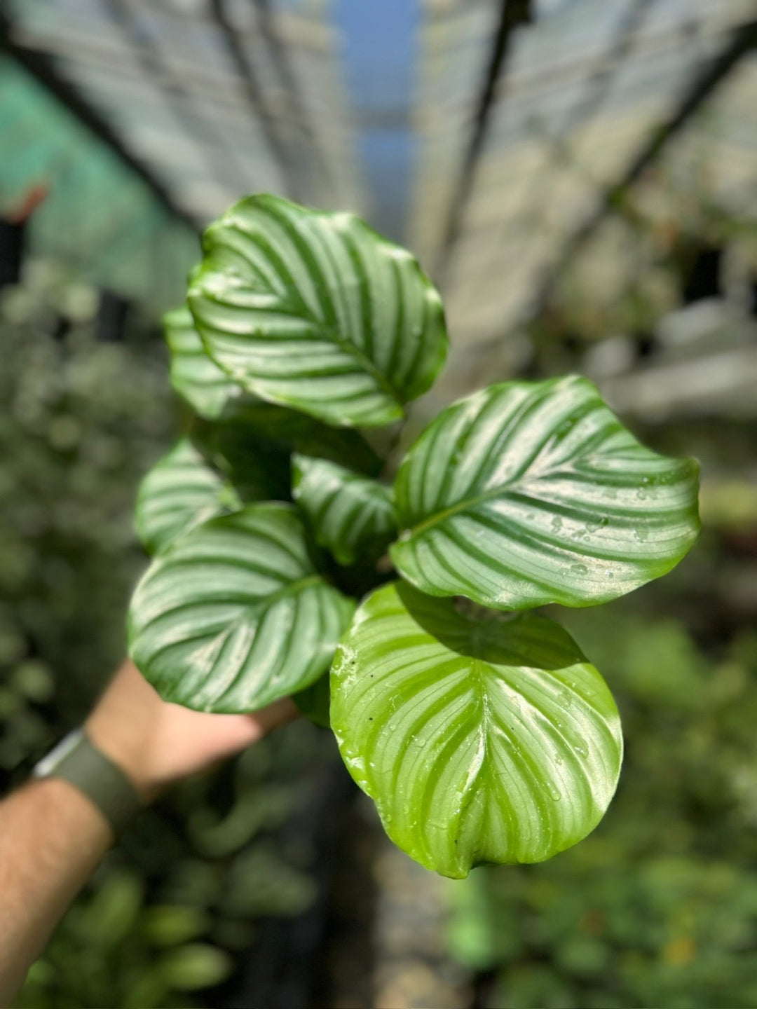 Goeppertia [Calathea] Orbifolia | Uprooted