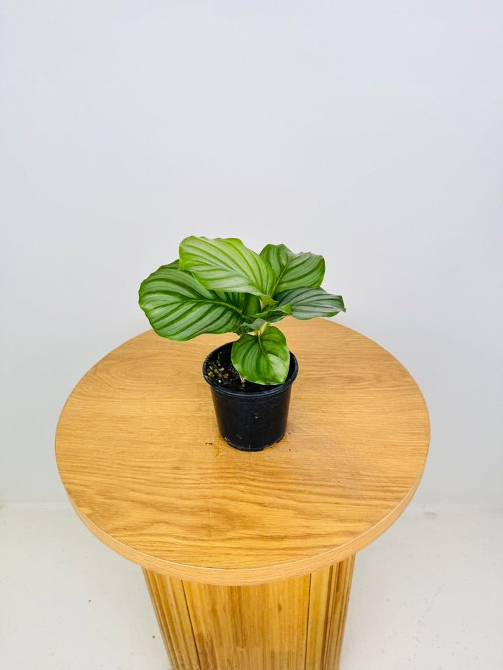 Goeppertia [Calathea] Orbifolia | Uprooted