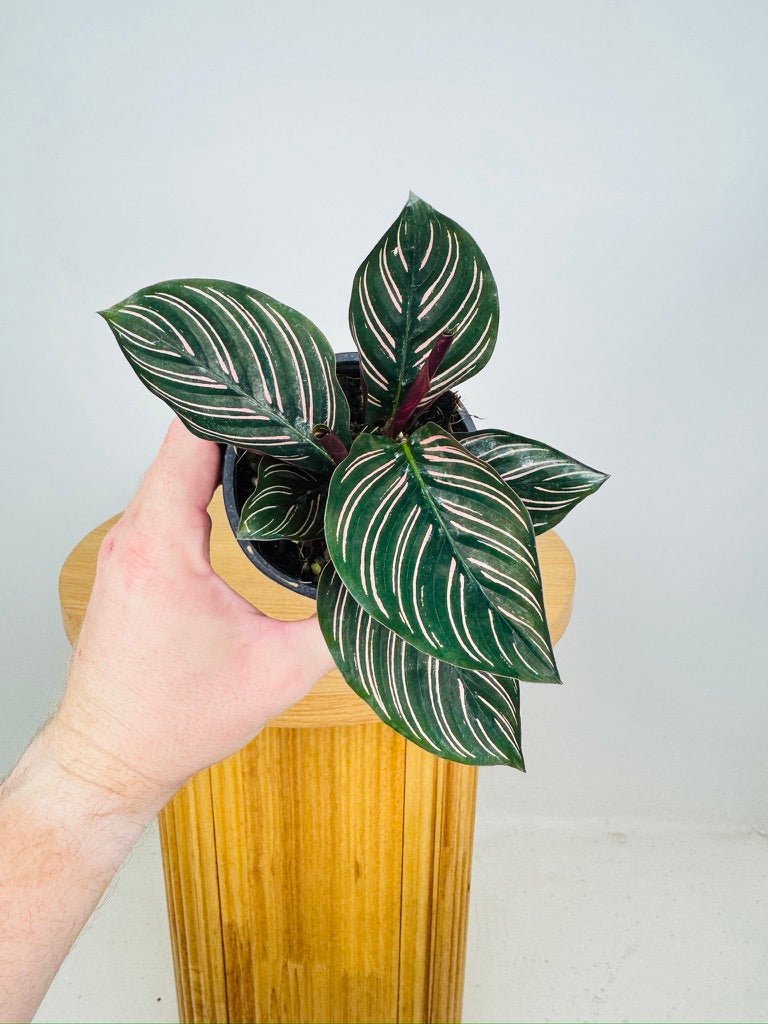 Goeppertia [Calathea] Ornata - Sanderiana | Uprooted