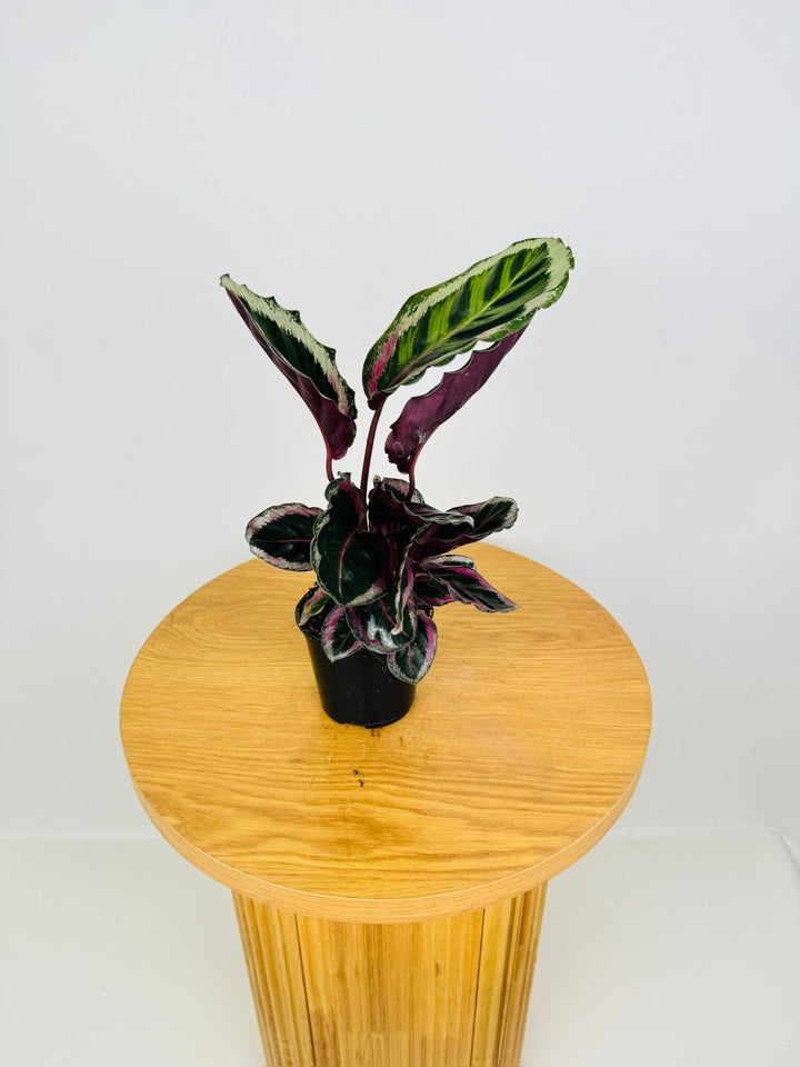 Goeppertia [Calathea] Roseopicta Angela | Uprooted