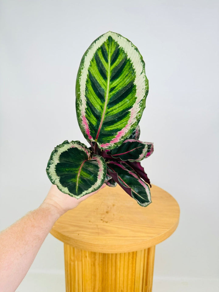 Goeppertia [Calathea] Roseopicta Angela | Uprooted