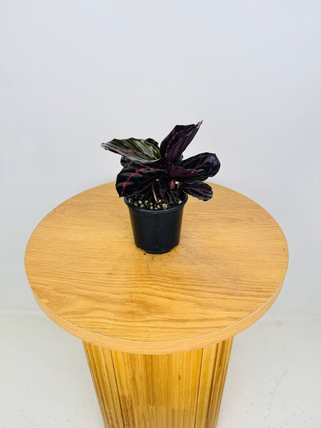 Goeppertia [Calathea] Roseopicta - Dottie | Uprooted