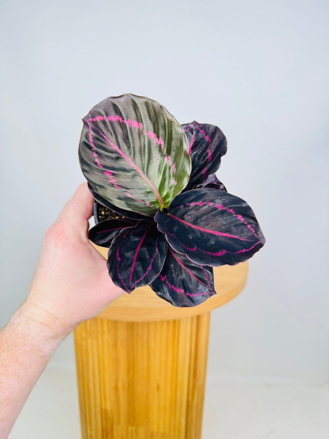 Goeppertia [Calathea] Roseopicta - Dottie | Uprooted