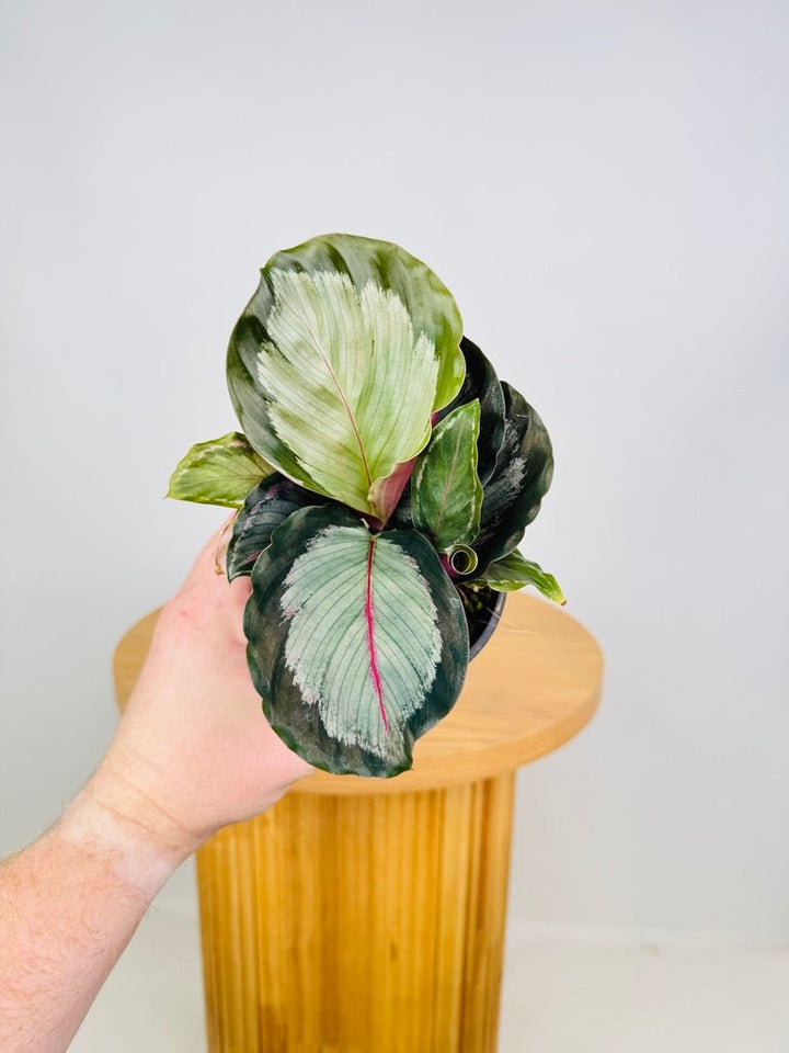 Goeppertia [Calathea] Roseopicta - Northern Lights | Uprooted