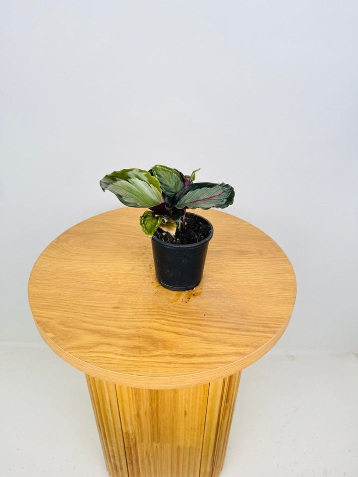 Goeppertia [Calathea] Roseopicta - Northern Lights | Uprooted