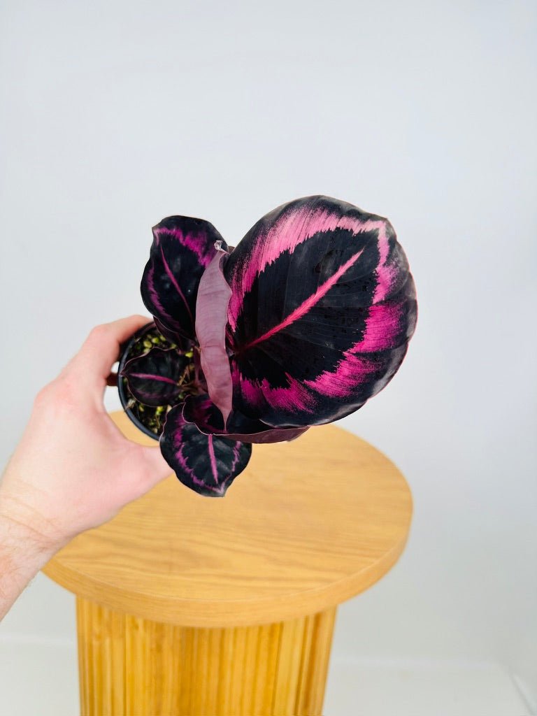 Goeppertia [Calathea] Roseopicta - Red Mojo | Uprooted