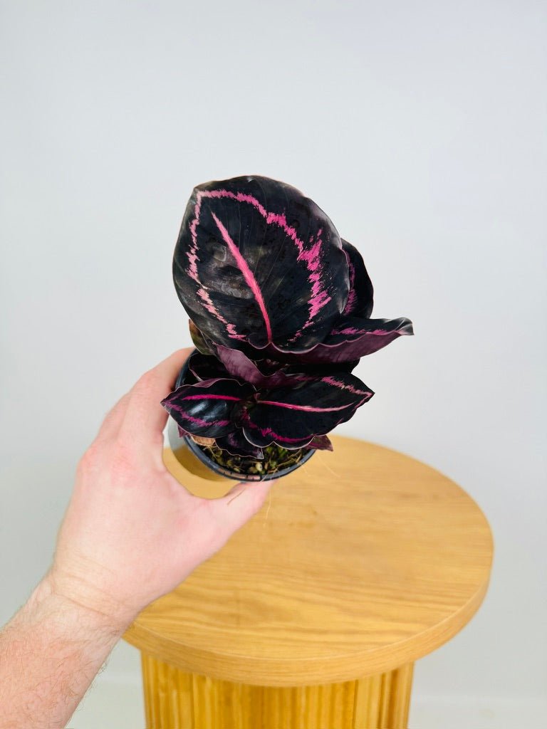 Goeppertia [Calathea] Roseopicta - Red Mojo | Uprooted