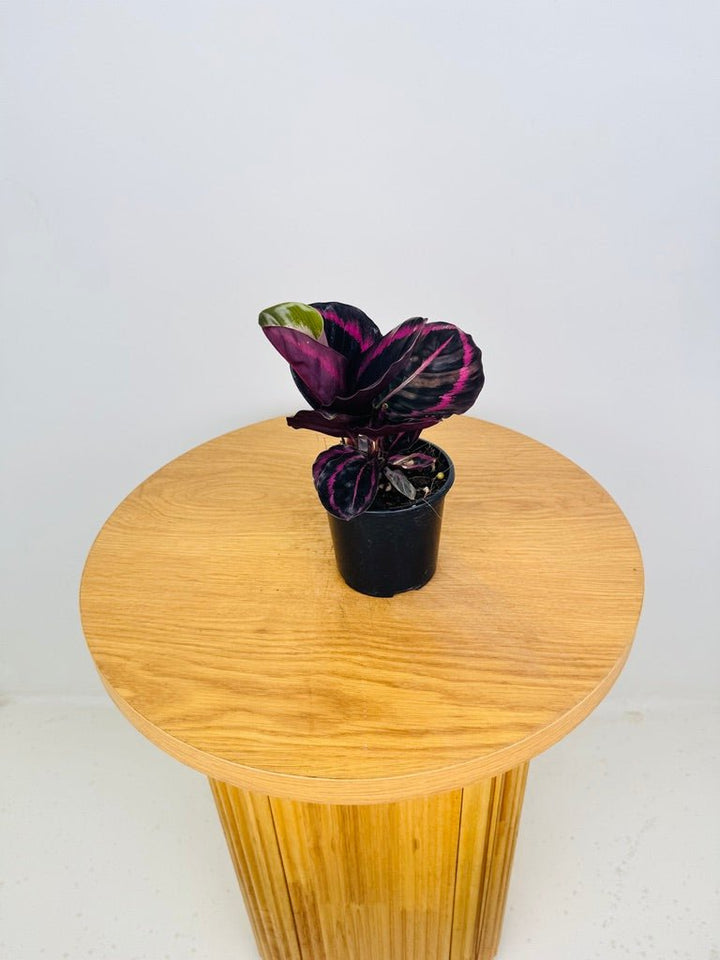 Goeppertia [Calathea] Roseopicta - Red Mojo | Uprooted