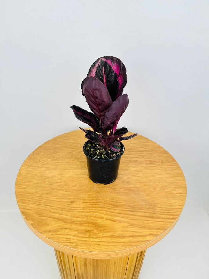 Goeppertia [Calathea] Roseopicta - Red Mojo | Uprooted