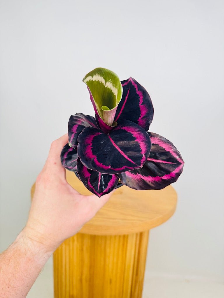 Goeppertia [Calathea] Roseopicta - Red Mojo | Uprooted