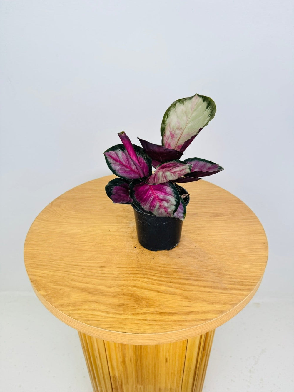 Goeppertia [Calathea] Roseopicta - Rosy Silver | Uprooted