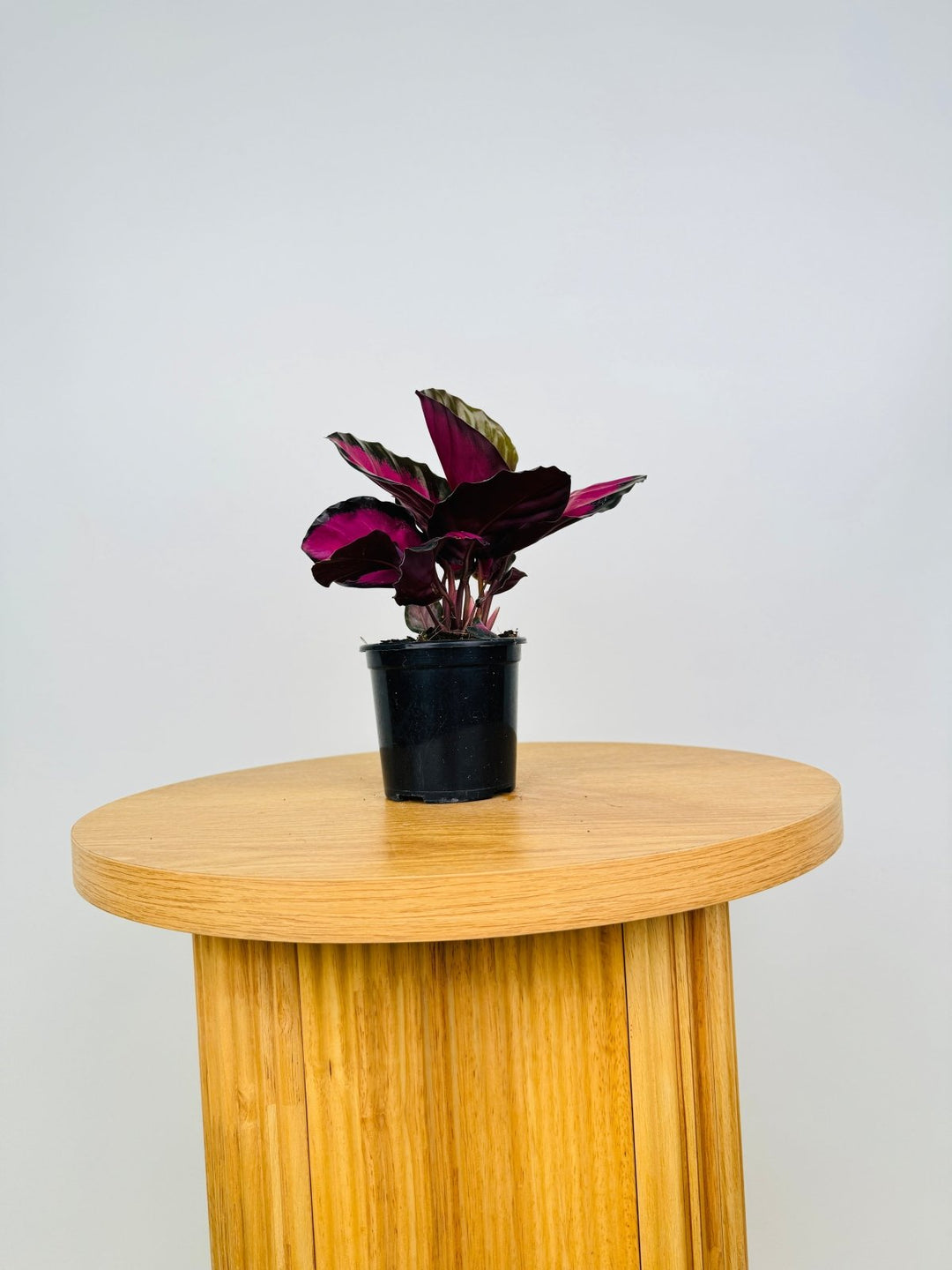 Goeppertia [Calathea] Roseopicta - Rosy | Uprooted