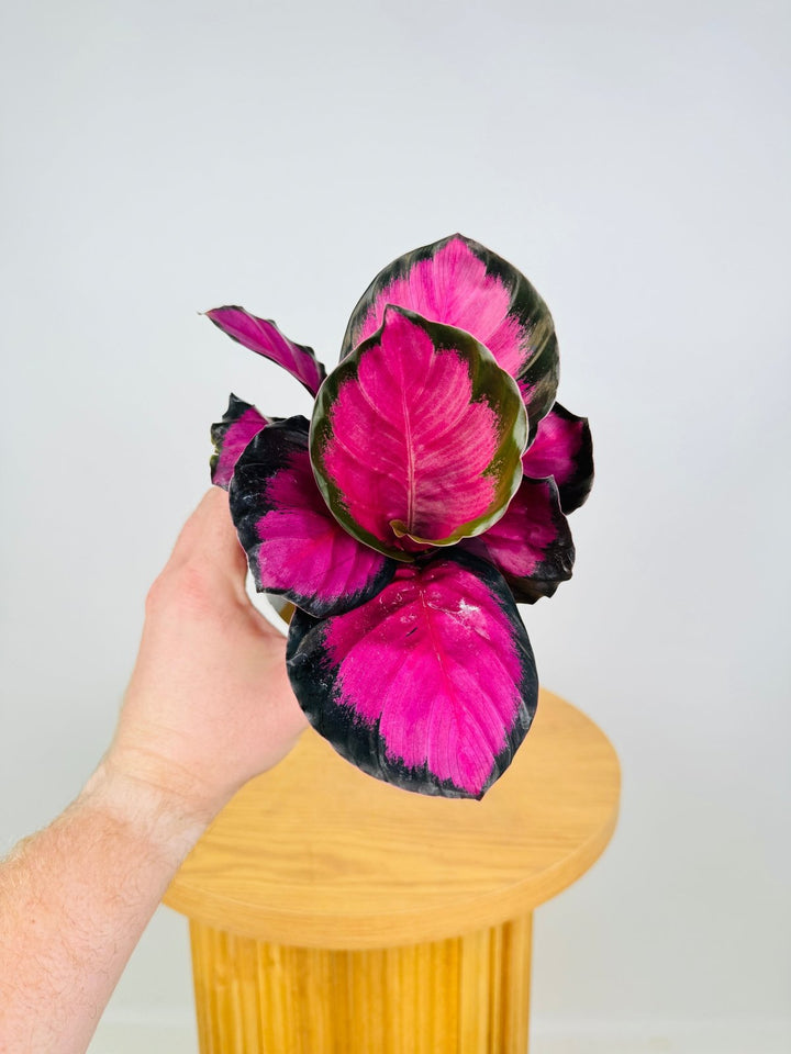 Goeppertia [Calathea] Roseopicta - Rosy | Uprooted