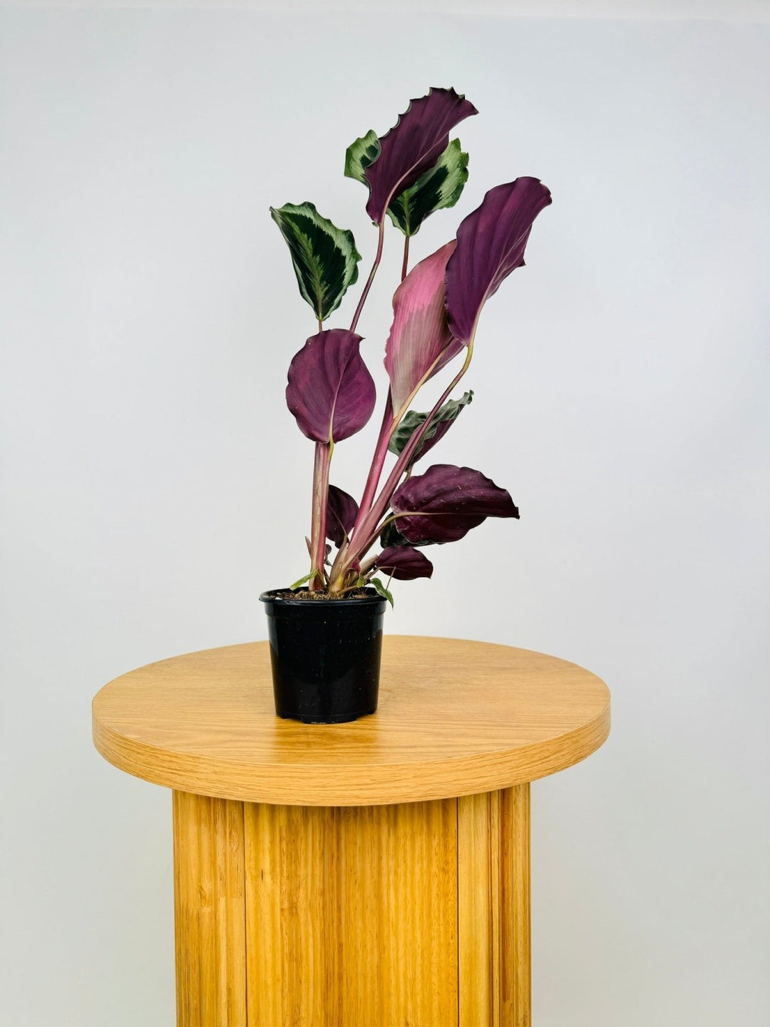 Goeppertia [Calathea] Roseopicta - Shinestar | Uprooted