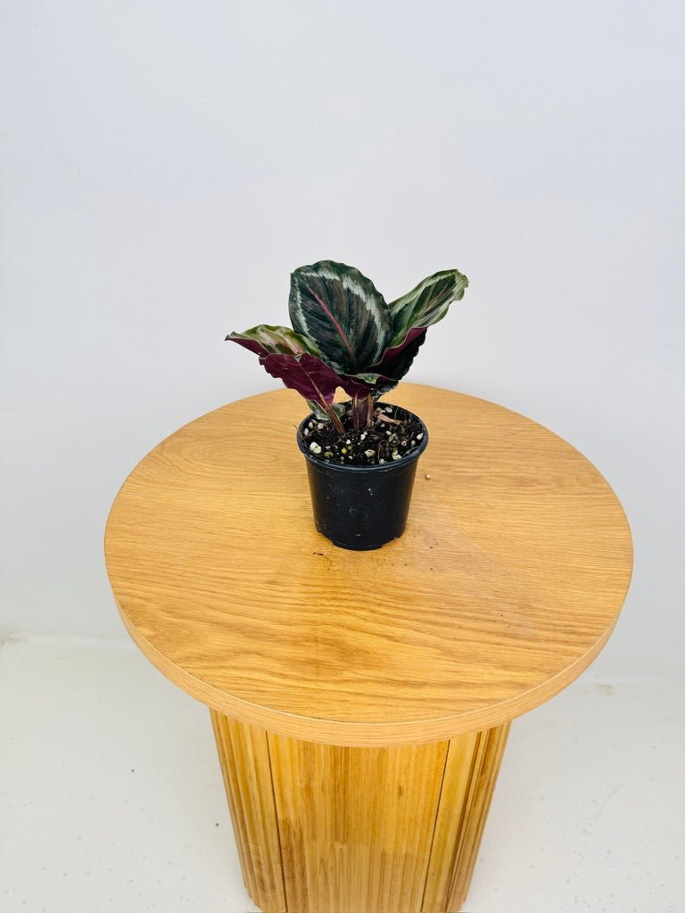 Goeppertia [Calathea] Roseopicta - Shinestar | Uprooted