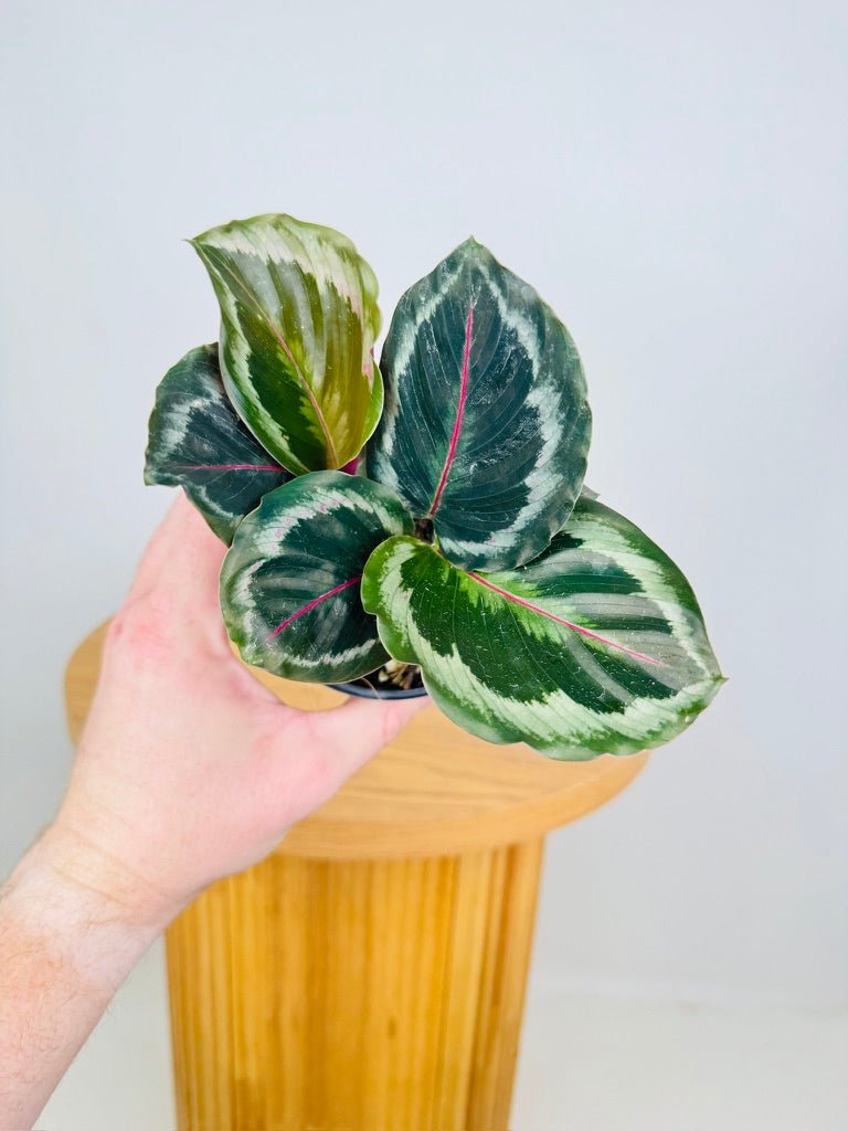 Goeppertia [Calathea] Roseopicta - Shinestar | Uprooted