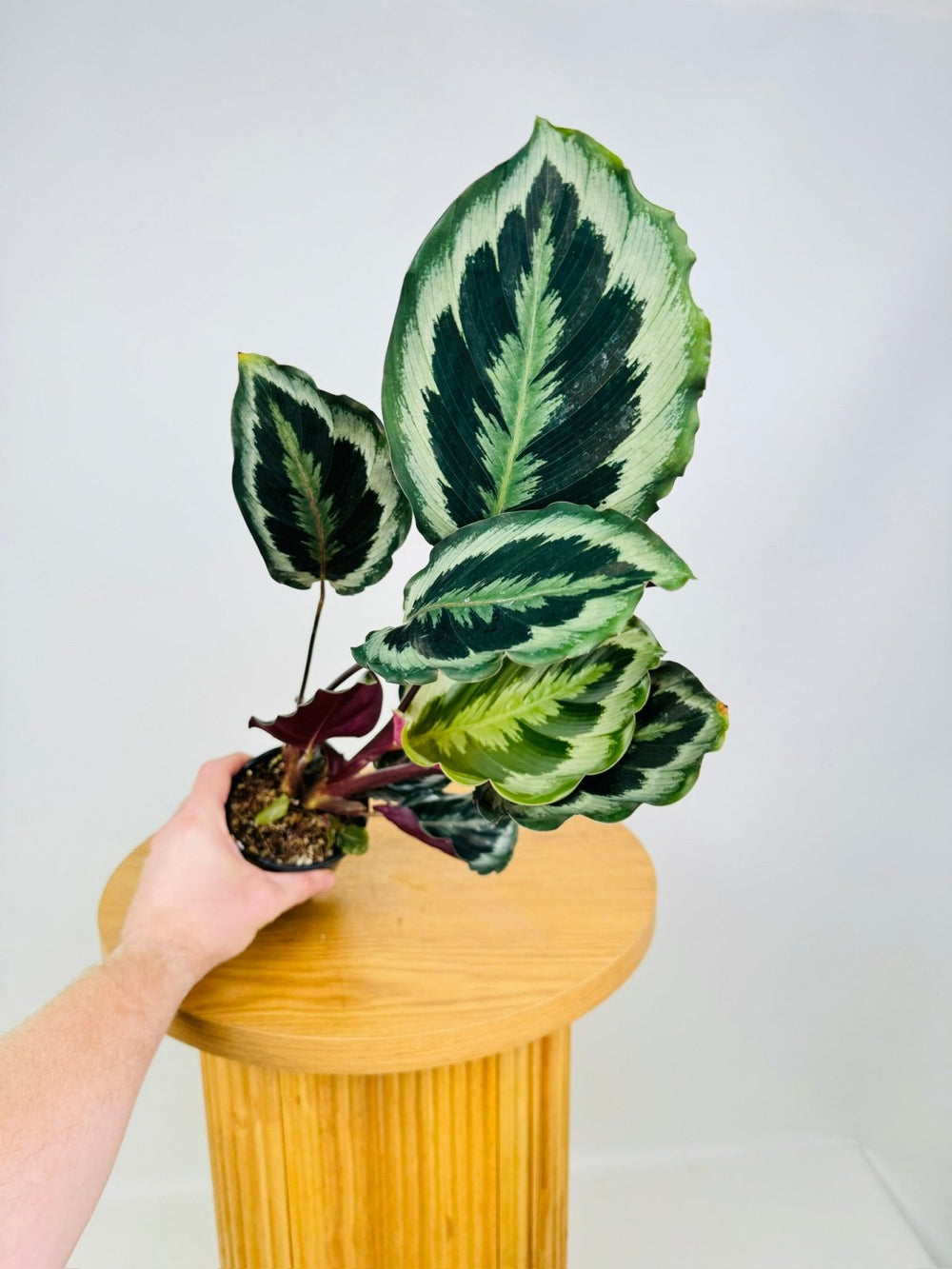 Goeppertia [Calathea] Roseopicta - Shinestar | Uprooted