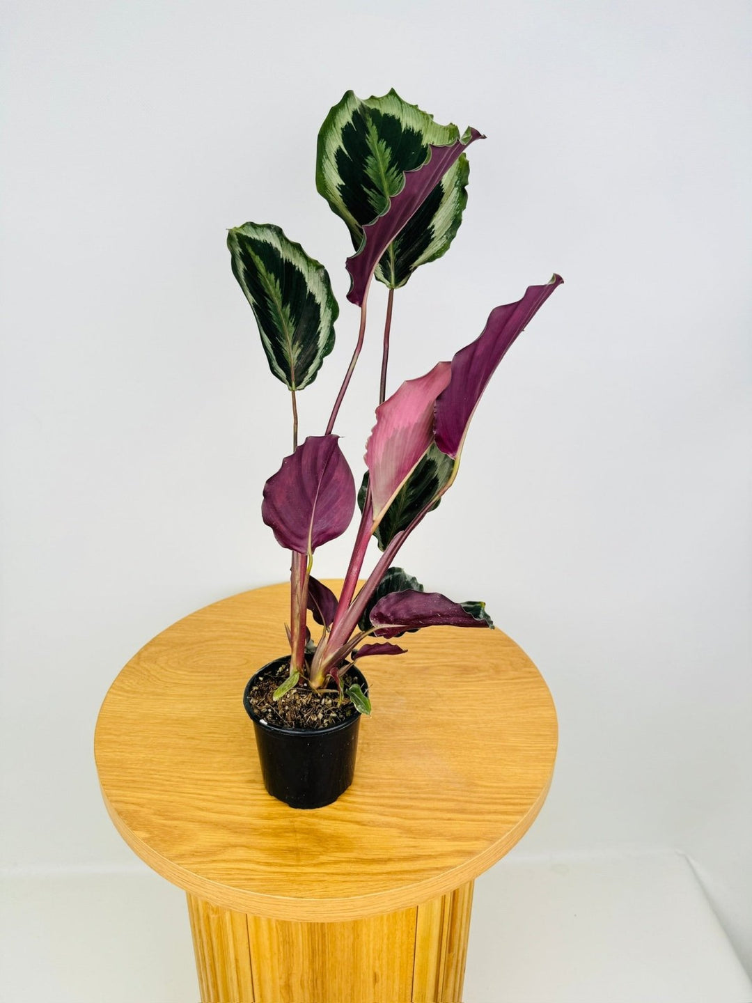 Goeppertia [Calathea] Roseopicta - Shinestar | Uprooted