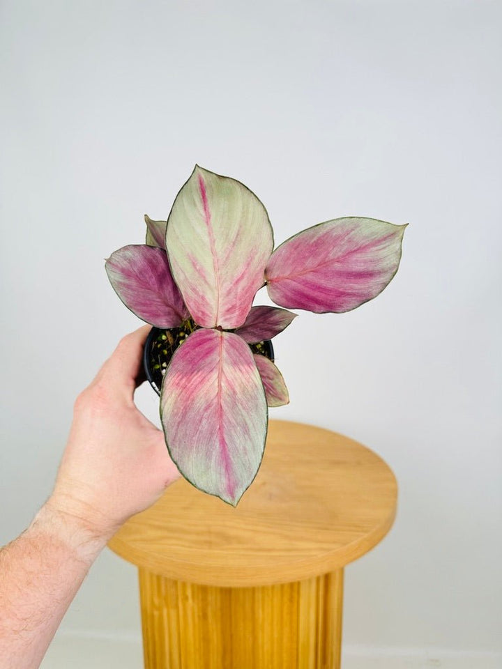 Goeppertia [Calathea] Roseopicta - Silver Plate | Uprooted