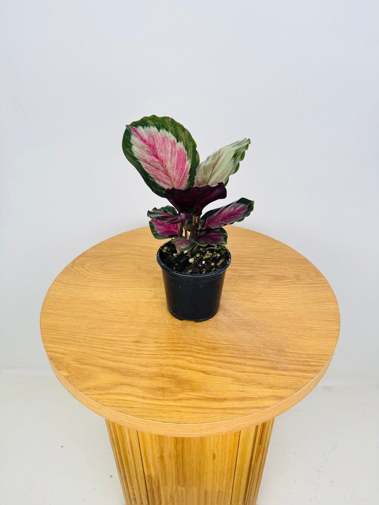 Goeppertia [Calathea] Roseopicta - White Cloud | Uprooted