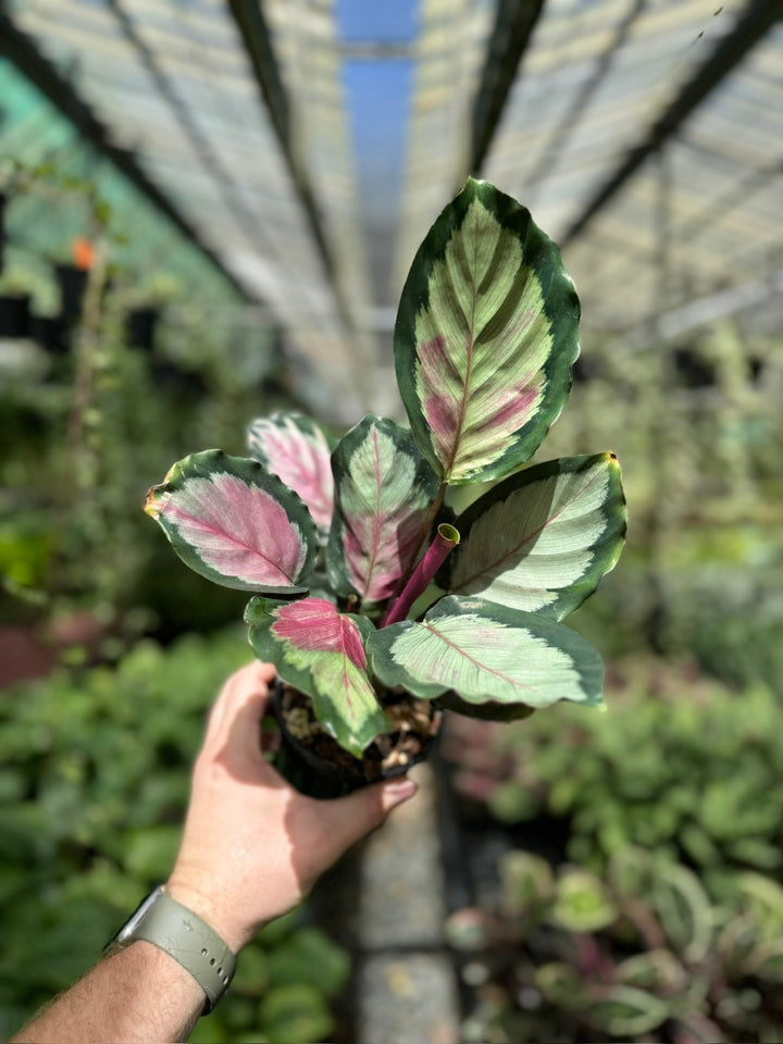 Goeppertia [Calathea] Roseopicta - White Cloud | Uprooted